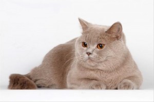 Фото лиловых британцев: взрослые лиловые британские коты и кошки     